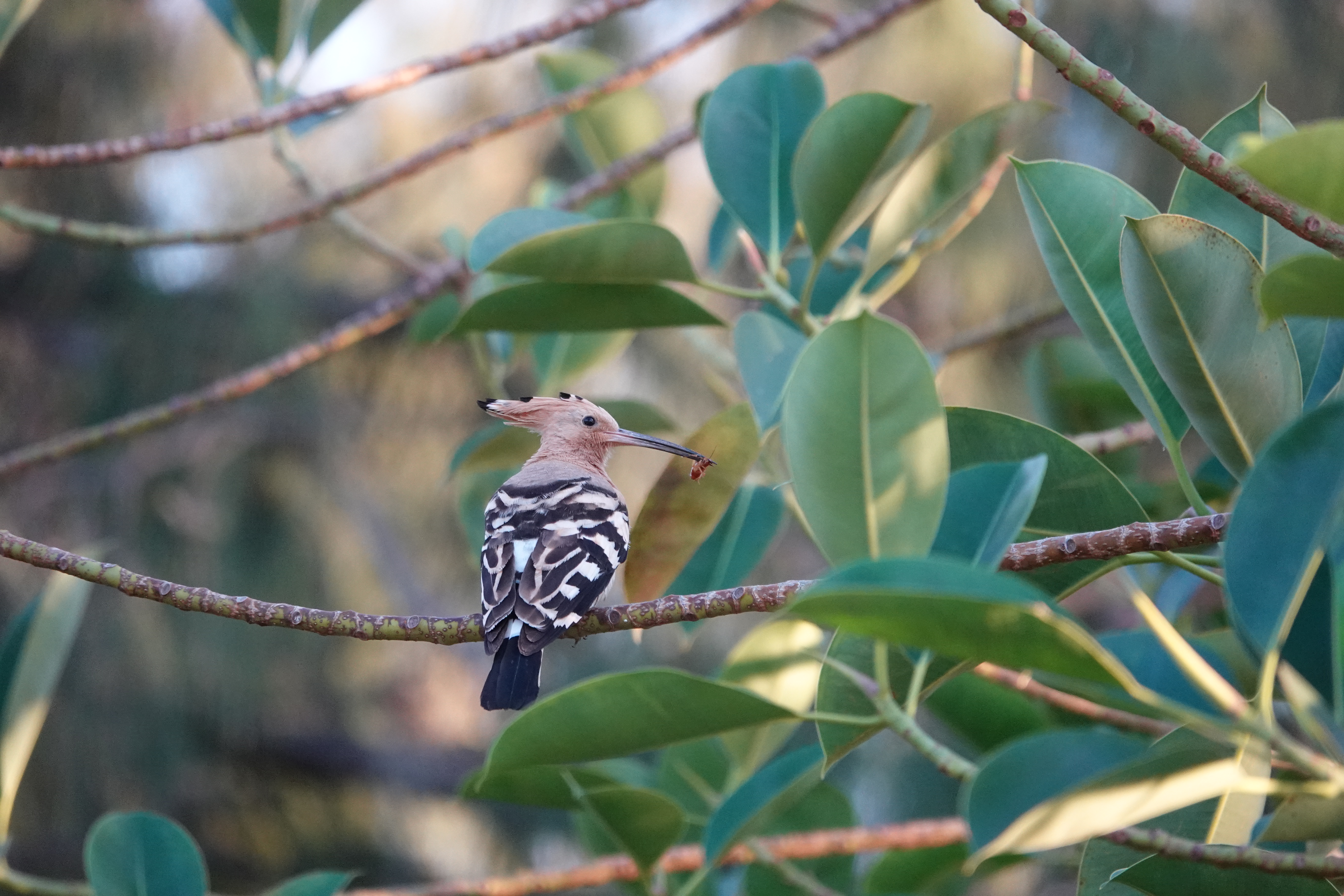 A Hoopoe